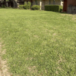 Mid-Spring Lawn Update